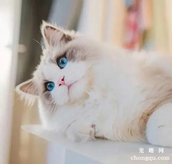 猫咪总打喷嚏怎么回事