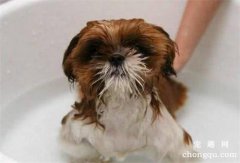 宠物狗狗洗澡的注意事项