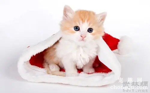 小猫几个月性格才稳定？