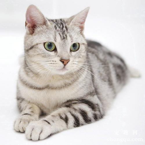 如何正确护理猫咪的牙齿？