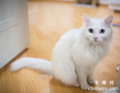 猫薄荷和一般薄荷相同吗