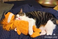 <b>猫咪为什么喜爱在主人周围睡觉？</b>
