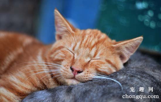 猫吐水怎么回事