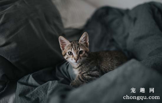 猫吐水怎么回事