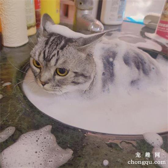 猫咪怎么洗澡才乖顺