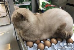 猫咪吃了生鸡蛋会怎样