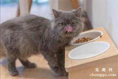 猫咪可以吃豆干吗