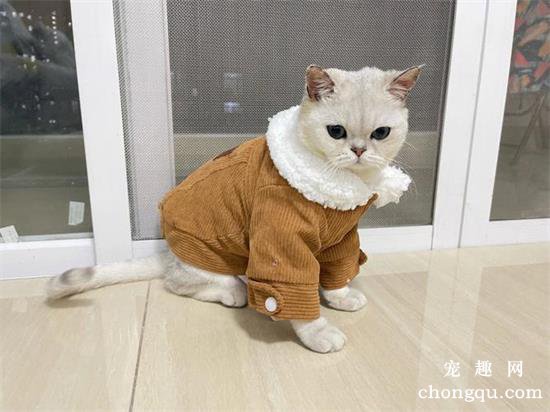 猫咪可以穿衣服吗