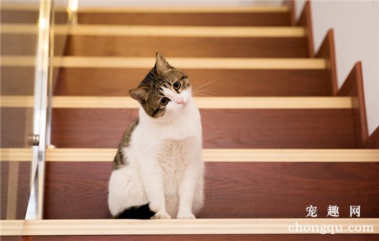 猫只吃零食不吃猫粮怎么办