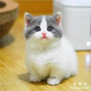 <b>猫咪艾滋病的诊断及预防</b>