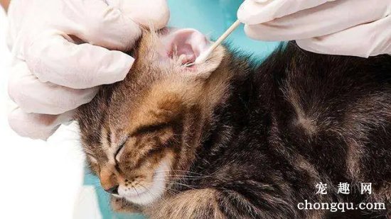 猫咪耳螨的防治方法