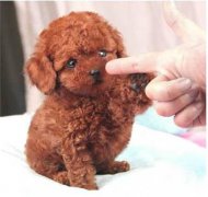 狗狗为什么咬你的手指头