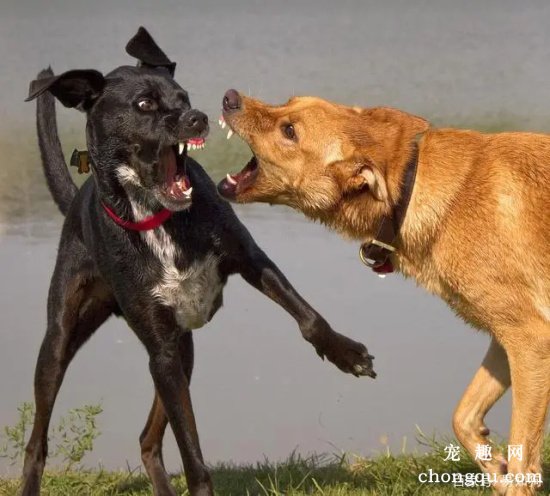 为什么家里两个狗狗总打架?