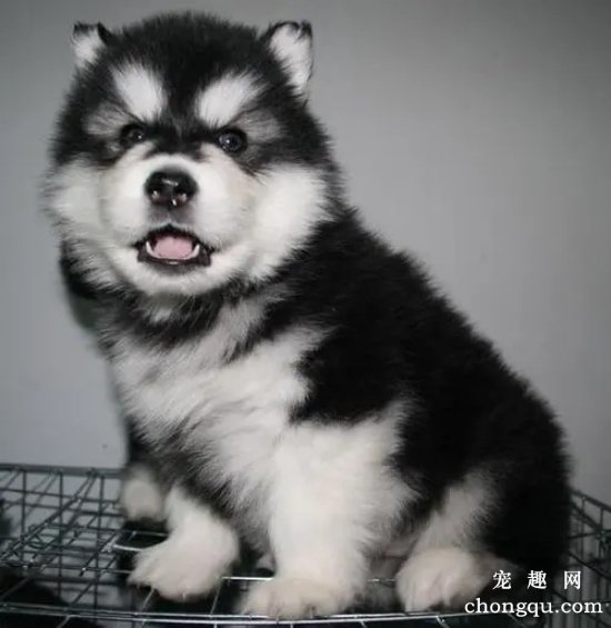 阿拉斯加幼犬怎么喂养，阿拉斯加饲养注意事项