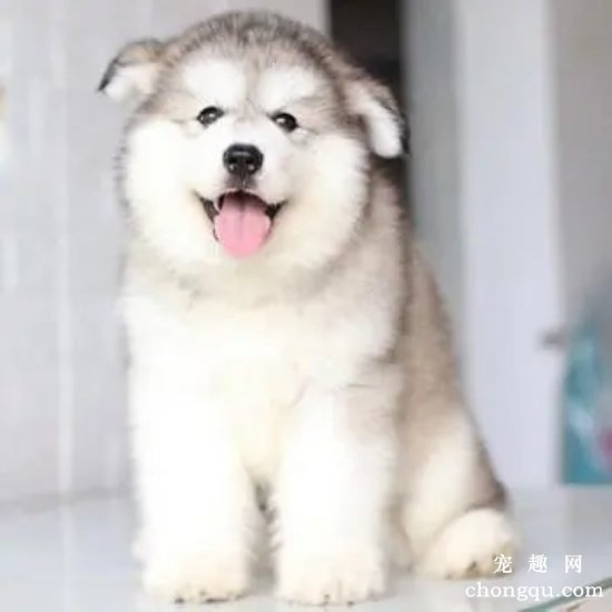 阿拉斯加幼犬多大的时候断奶