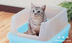 训练猫咪使用猫砂盆的三大要点