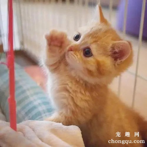 猫咪总是呕吐咳嗽怎么办？