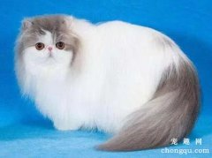 猫牙结石怎么去除