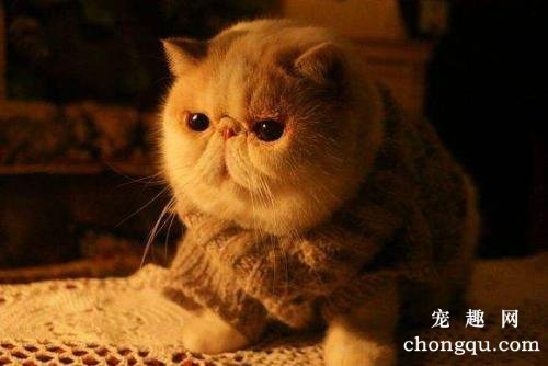 小猫的体温低怎么办
