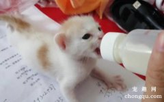奶猫晚上怎么样喂