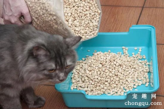 怎么训练幼猫用猫砂