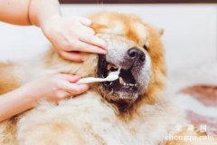 <b>狗狗怎么刷牙 需要注意什么呢</b>
