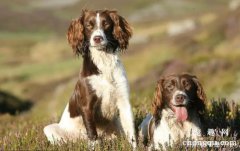 英国跳猎犬配种多少钱