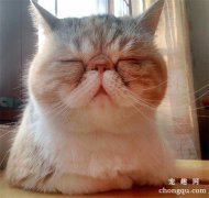 <b>猫咪咳嗽吃什么药？</b>