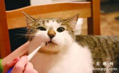 <b>猫咪需要刷牙吗？(猫咪用什么刷牙)</b>