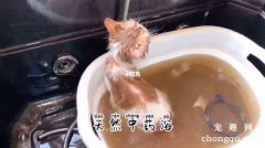 <b>猫咪得了皮肤病药浴一周几次，猫咪有皮肤病药浴会好吗？</b>