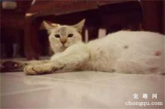 <b>如何确定猫咪怀孕了？怎样确认猫咪怀孕？</b>