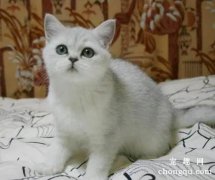 猫咪突然很粘人一直叫怎么办？