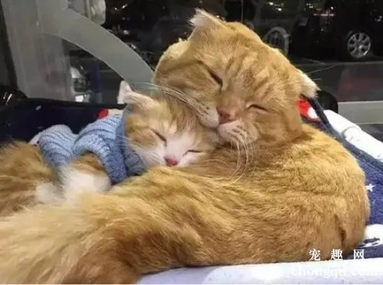 小猫多大可以独立生存？