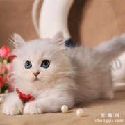 <b>小猫回家两天不吃东西怎么办呢？</b>