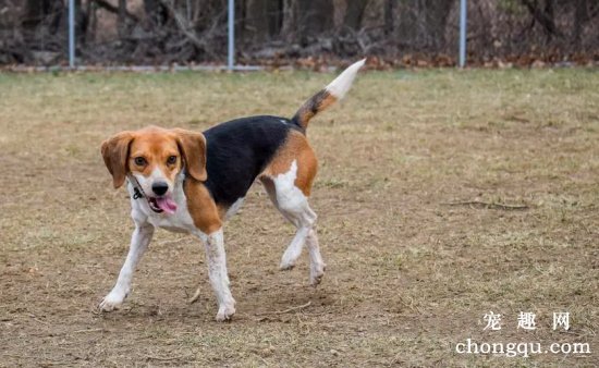 比格犬如何选购 ？比格犬选购技巧