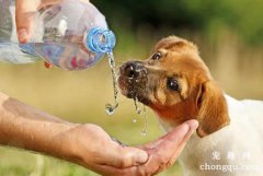 狗狗每天喝多少水？