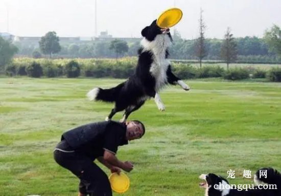 如何训练狗狗接飞碟？