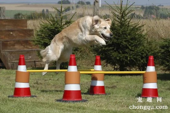 如何训练狗狗跳高？