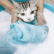 <b>刚出生的小猫多长时间排便一次？</b>