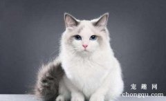 <b>猫咪身上有跳蚤用驱虫药可以解决吗</b>