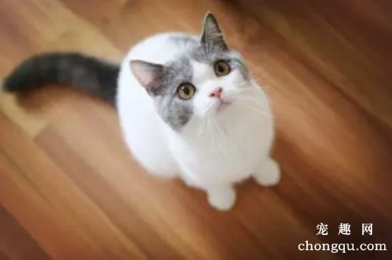 猫喜欢睡主人枕头旁边是为什么