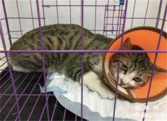 <b>猫咪从家楼梯摔下去骨折，怎么恢复？</b>