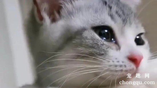 六种可能引起猫咪流泪的原因