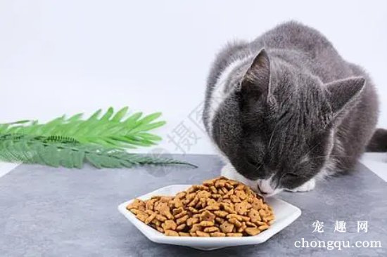 新手第一次养猫应该准备些什么？