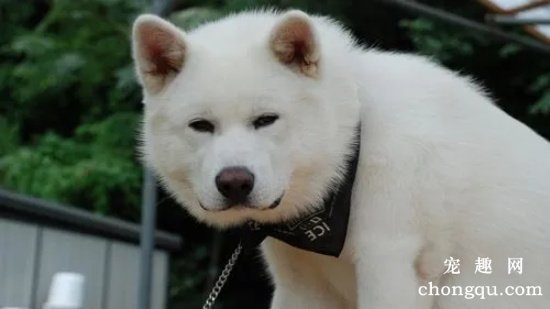 给秋田犬洗澡要注意什么？