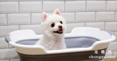 <b>斥巨资给狗子买了个巨巨巨巨大的洗澡盆，却被全网嘲笑：这是泳池吧！</b>