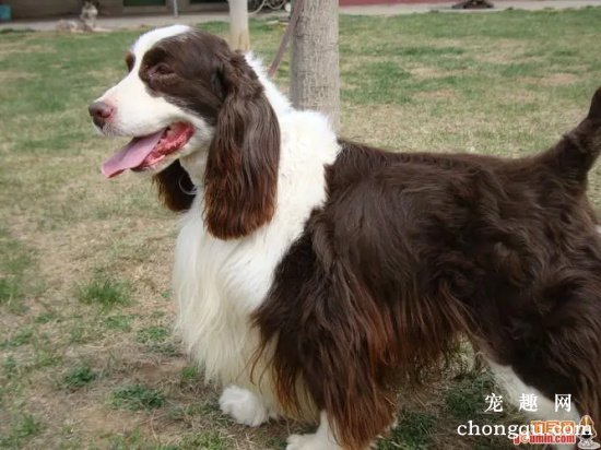 史宾格犬护理常识需要注意的几个事项
