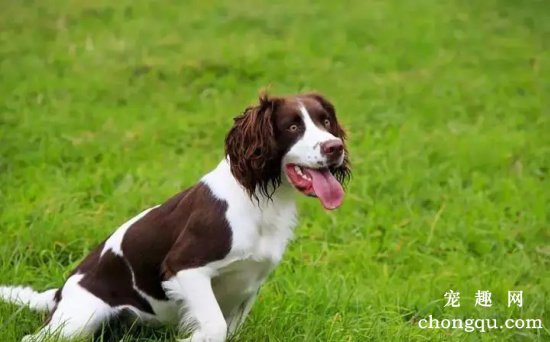 英国史宾格犬形态特征