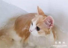 猫掉毛严重怎么办 科学饲养减少猫咪掉毛的情况