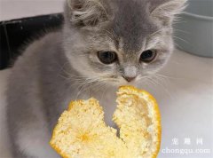 <b>猫咪为什么会害怕橘子皮？</b>